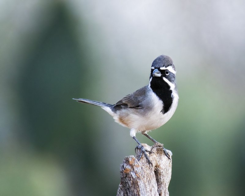 Black-Chinned_Sparrow-20151029-175222-26.jpg