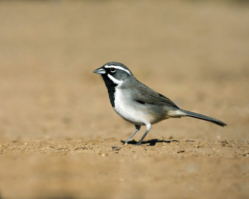 Black-Throated_Sparrow