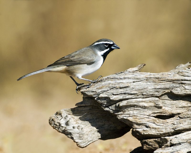 Black-Throated_Sparrow