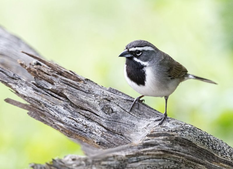 Black-Throated_Sparrow-150420-181312-00.jpg
