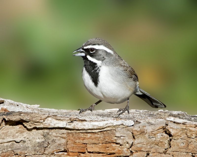 Black-Throated_Sparrow-x-120305-090839-32.jpg