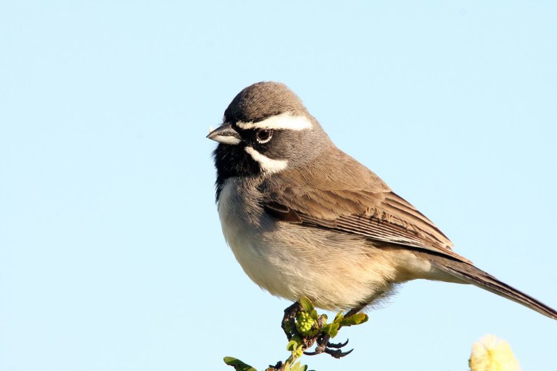 Black-Throated_Sparrow_1.jpg