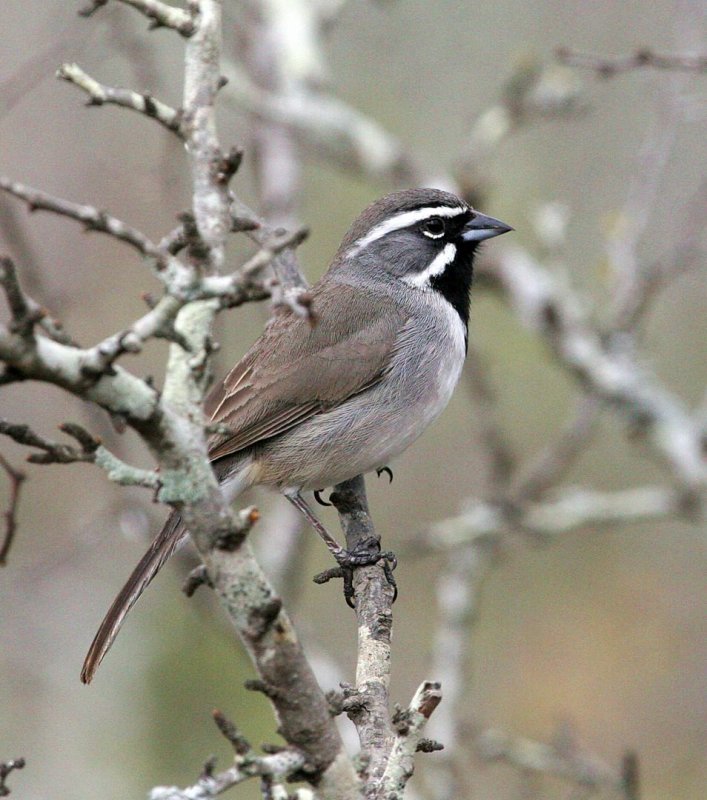 Black-Throated_Sparrow_3095132.jpg