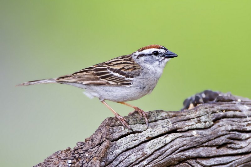 Chipping_Sparrow-130426-144939-00.jpg