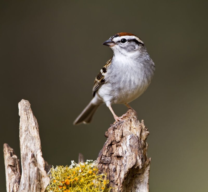 Chipping_Sparrow-130426-165844-24.jpg