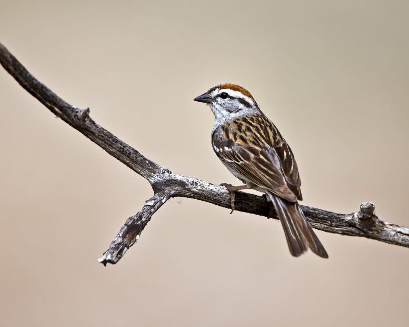Chipping_Sparrow-130427-094822-20.jpg