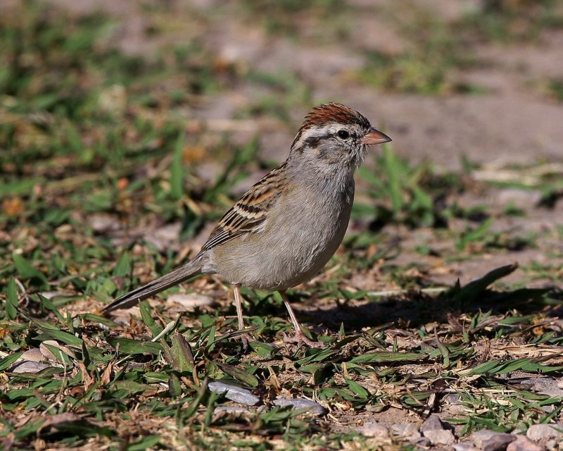 Chipping_Sparrow_1181802.jpg