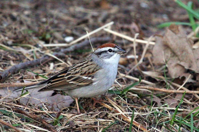 Chipping_Sparrow_a060413-191103.jpg