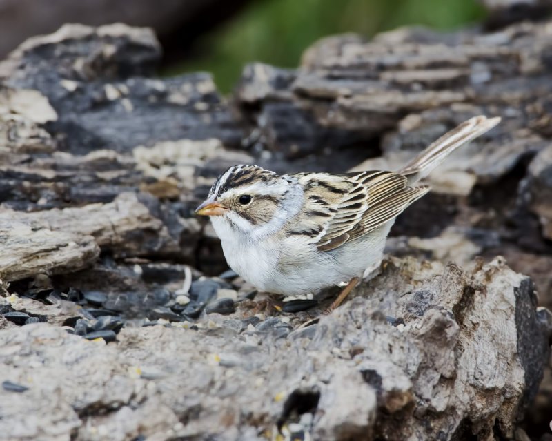 Clay-Colored_Sparrow-130425-081925-79.jpg