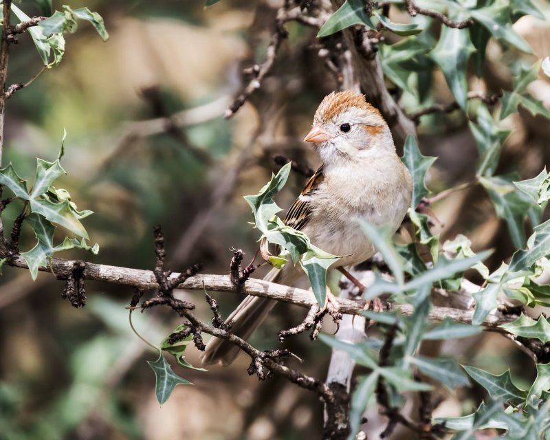 Field_Sparrow-20170515-134418-34.jpg