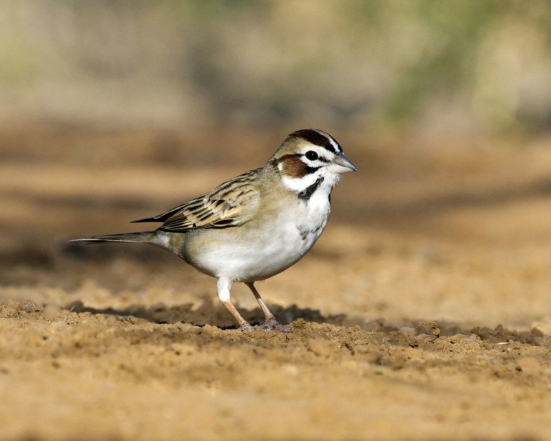 Lark_Sparrow-085720.jpg