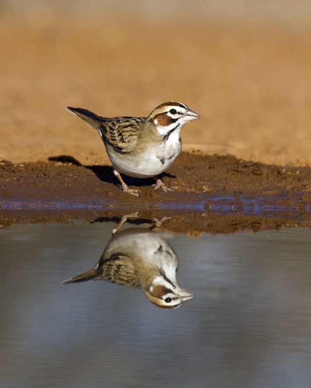 Lark_Sparrow-085747.jpg
