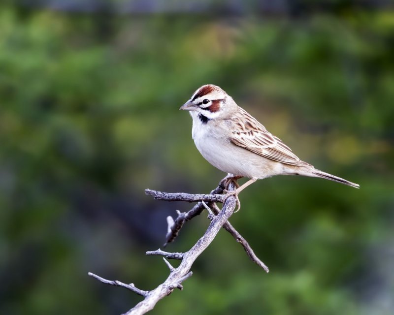 Lark_Sparrow-150507-055815-12.jpg