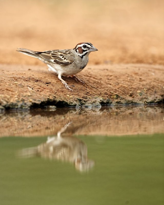 Lark_Sparrow-20140509-091202-91.jpg