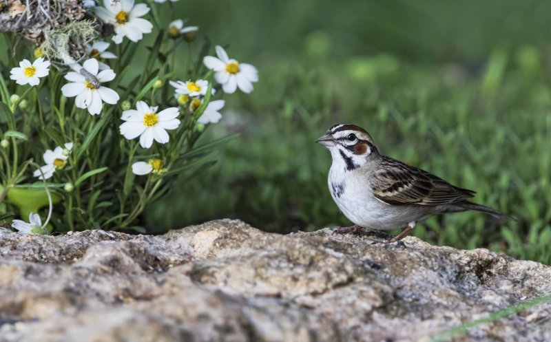 Lark_Sparrow-20160420-183630-09.jpg