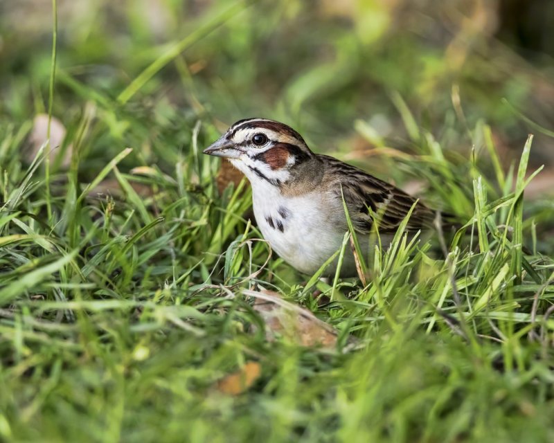 Lark_Sparrow-20160420-194041-00.jpg