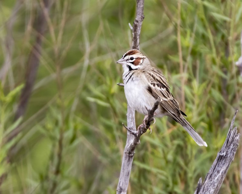 Lark_Sparrow-20180504-123449-76.jpg