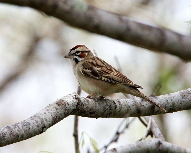 Lark_Sparrow_2.jpg