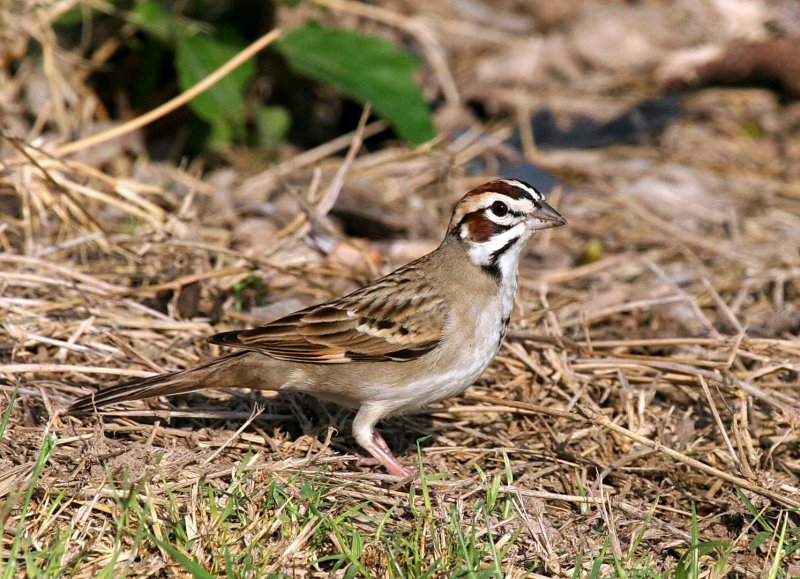 Lark_Sparrow_c083827.jpg