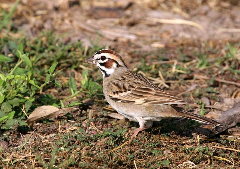Lark_Sparrow_d083803.jpg