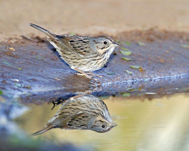 Lincoln-s_Sparrow-080505-a.jpg