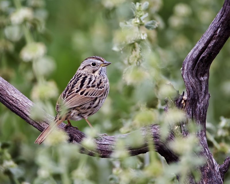 Lincolns_Sparrow-130425-092618-90.jpg
