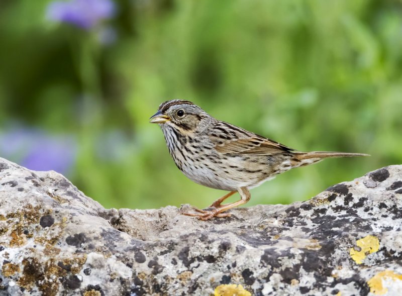 Lincolns_Sparrow-150421-182148-77.jpg