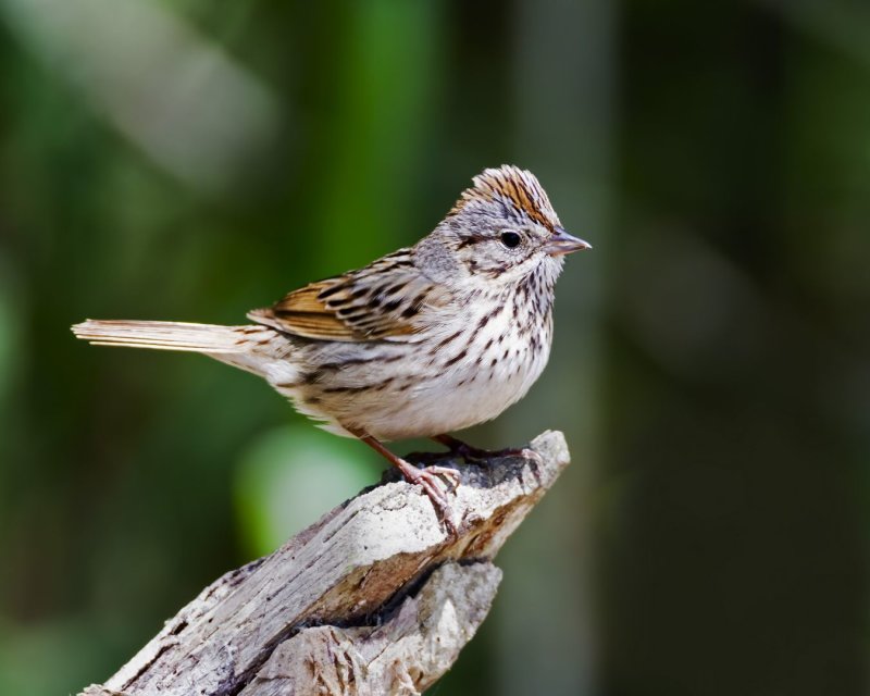 Lincolns_Sparrow-20130420-114159-11.jpg