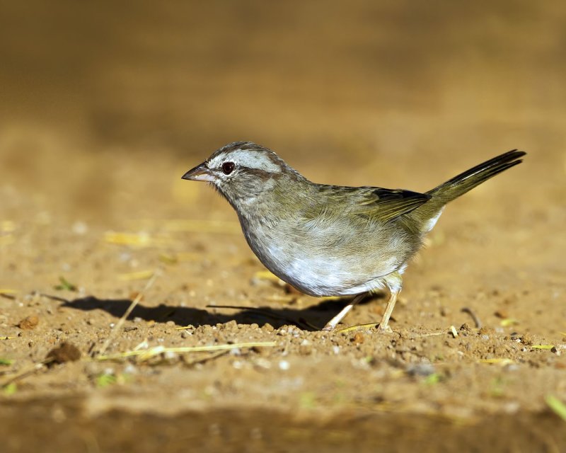 Olive_Sparrow-111028-171545-00.jpg