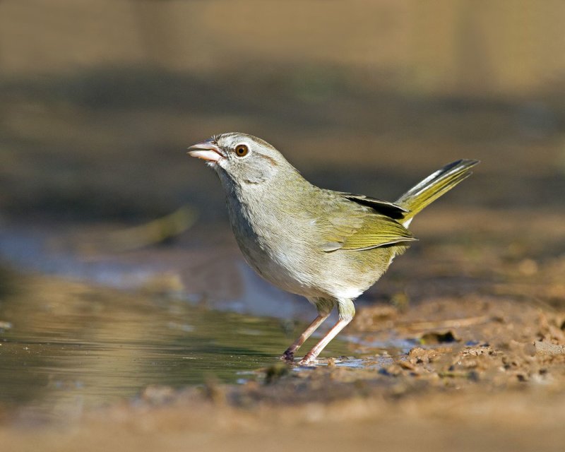 Olive_Sparrow-150352.jpg