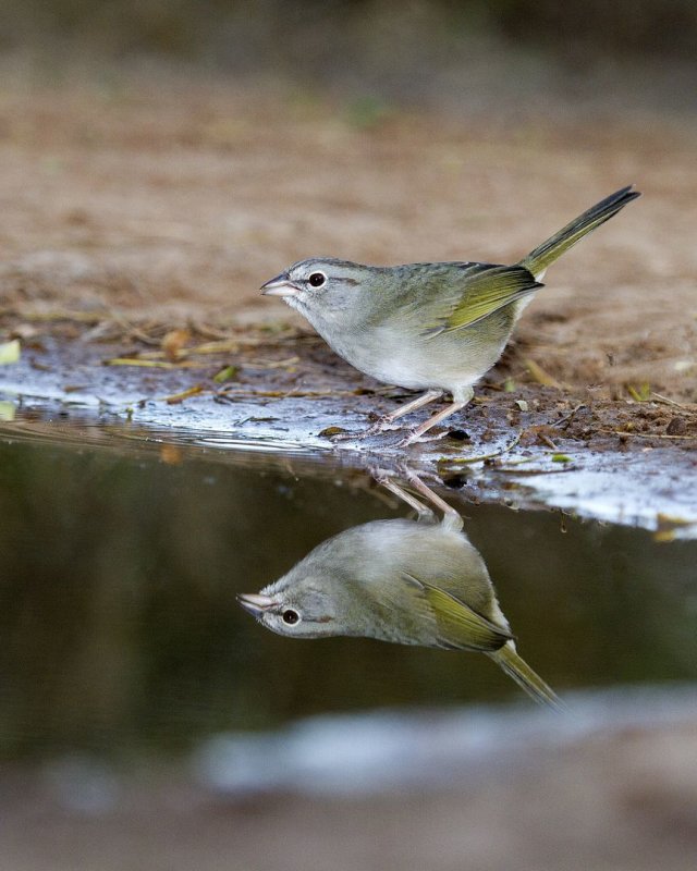 Olive_Sparrow-172144.jpg