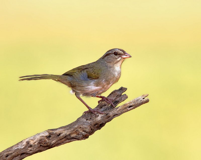 Olive_Sparrow-20140511-165902-10.jpg