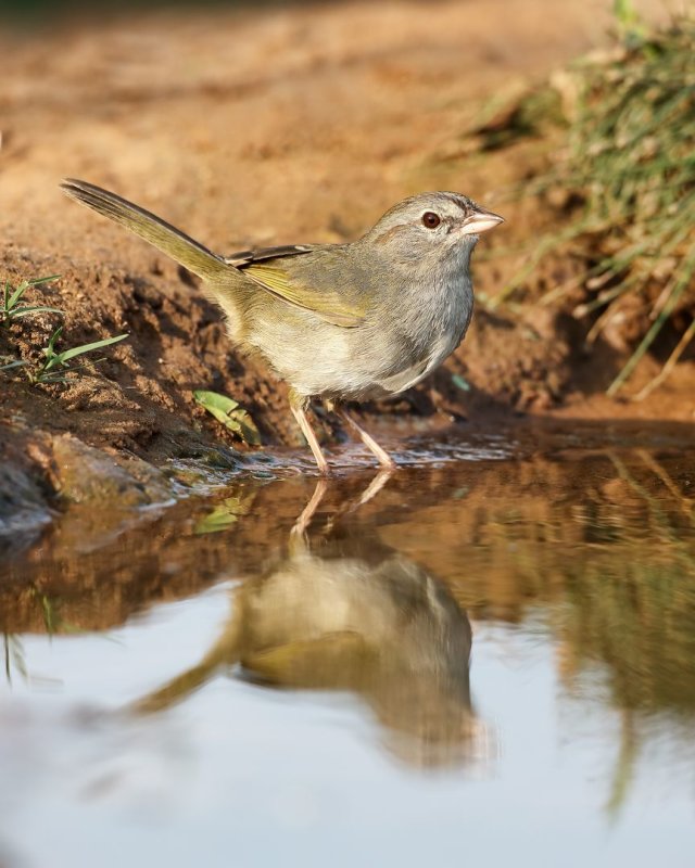 Olive_Sparrow-20140511-181459-00.jpg