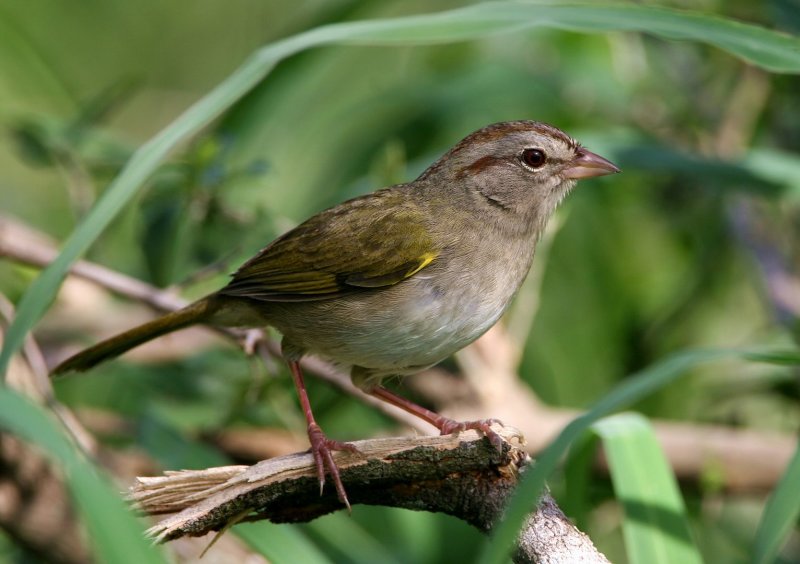 Olive_Sparrow_a101159.jpg