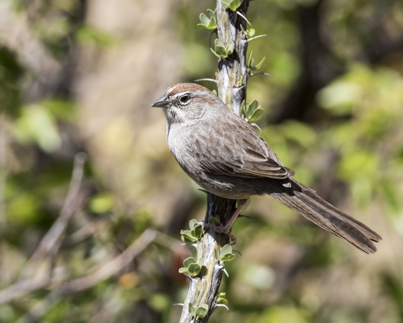 Rufous-Crowned_Sparrow-20170502-153245-05.jpg