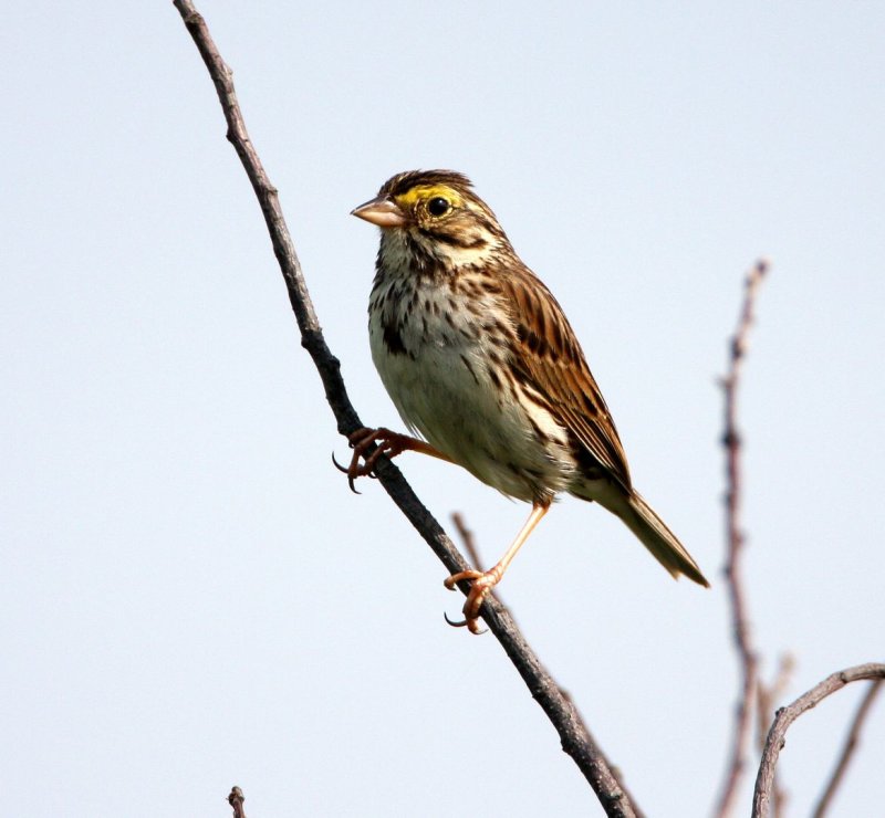 Savannah_Sparrow_1093224.jpg