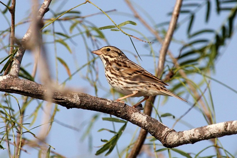 Savannah_Sparrow_1103444.jpg