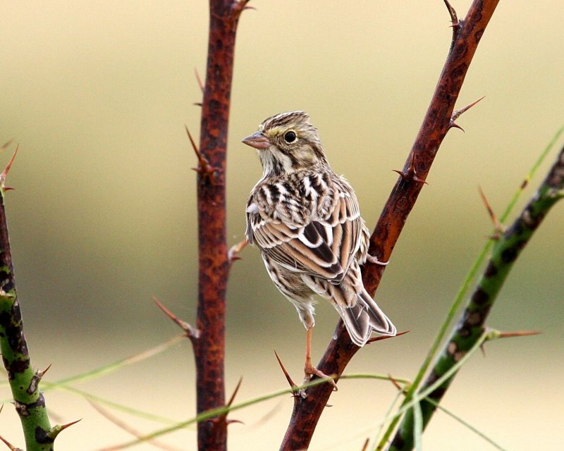 Savannah_Sparrow_3.jpg