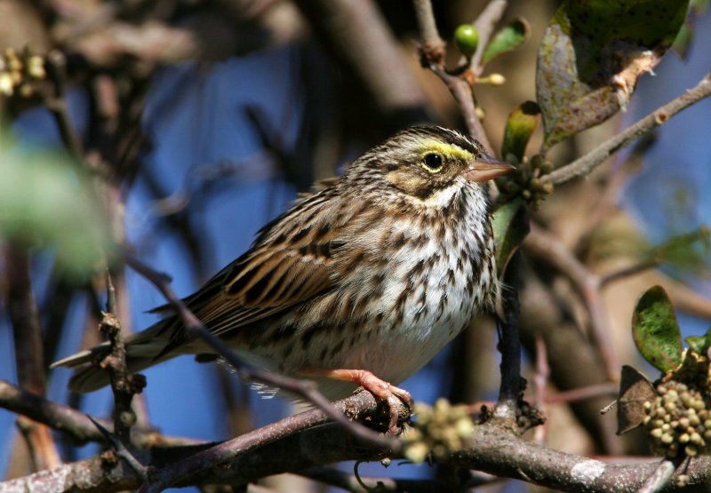 Savannah_Sparrow_3120940.jpg