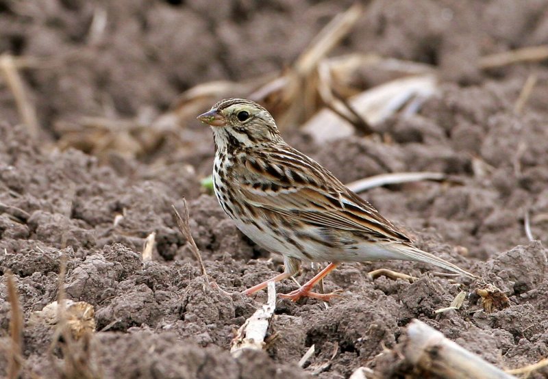Savannah_Sparrow_a135304.jpg