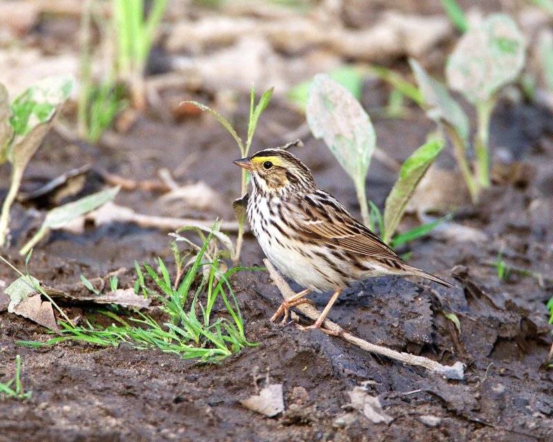 Savannah_Sparrow-072845-73.jpg