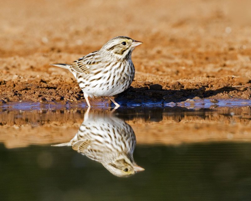 Savannah_Sparrow-084641.jpg