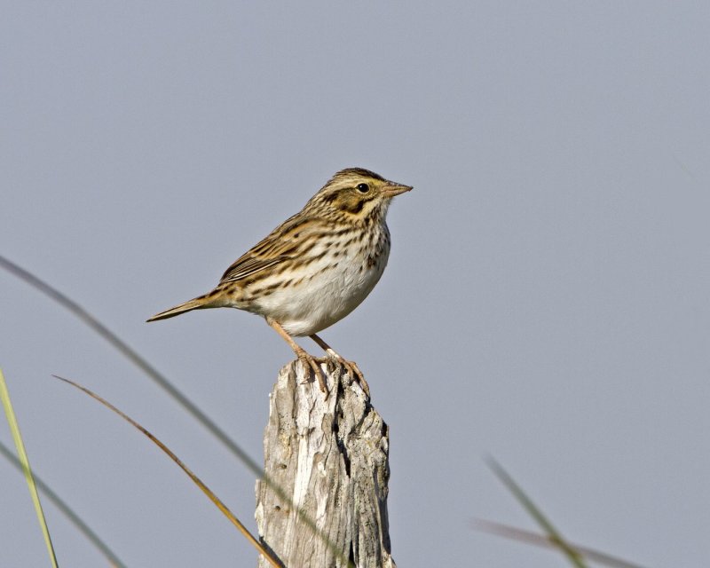 Savannah_Sparrow-091805-a.jpg