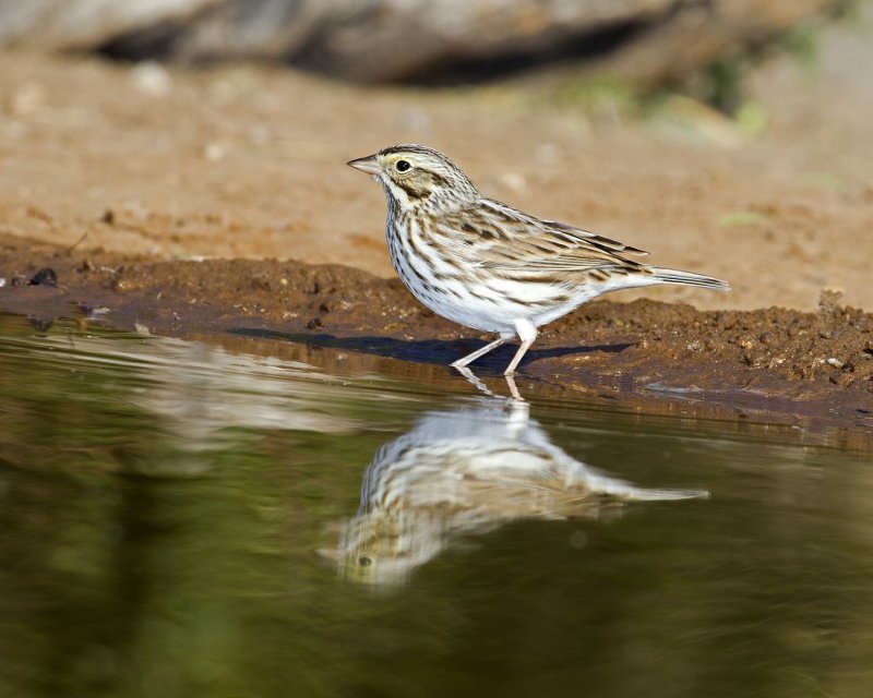 Savannah_Sparrow-100339.jpg