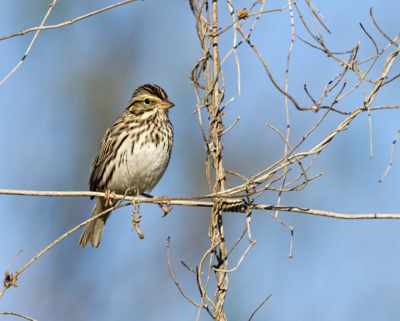 Savannah_Sparrow-20150127-092442-46.jpg