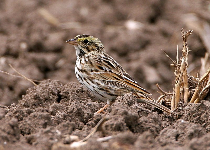 Savannah_Sparrow_c110154.jpg