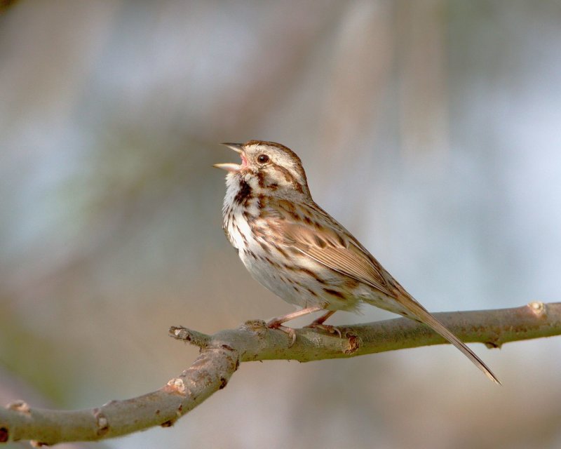 Song_Sparrow-073501-00.jpg