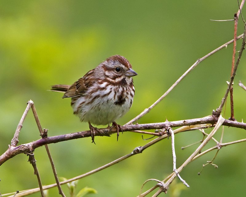 Song_Sparrow-110520-084210-b.jpg