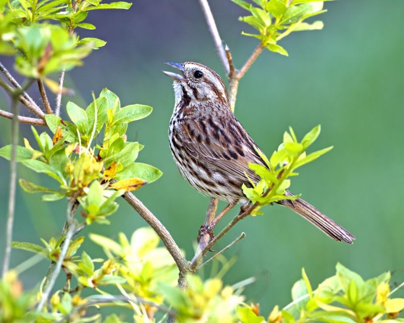 Song_Sparrow-110716-081830-a.jpg