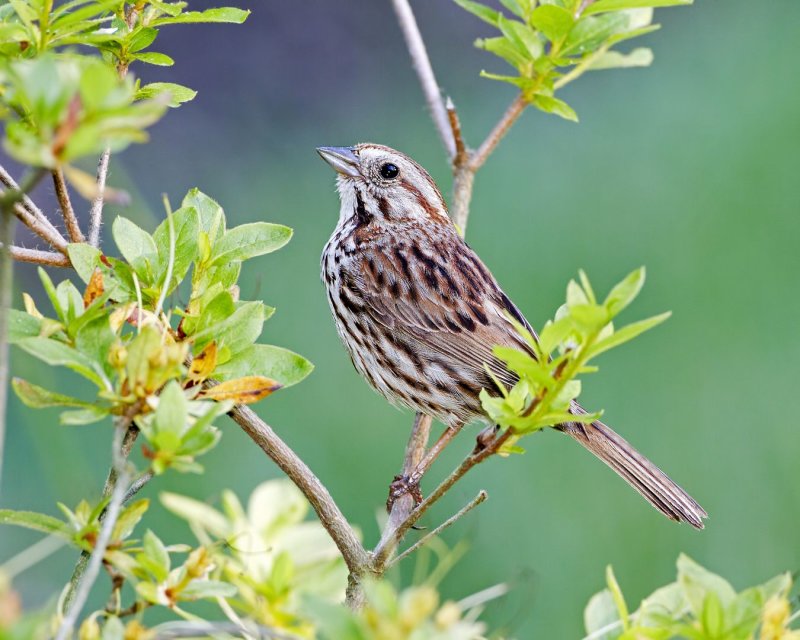 Song_Sparrow-110716-081831-c.jpg